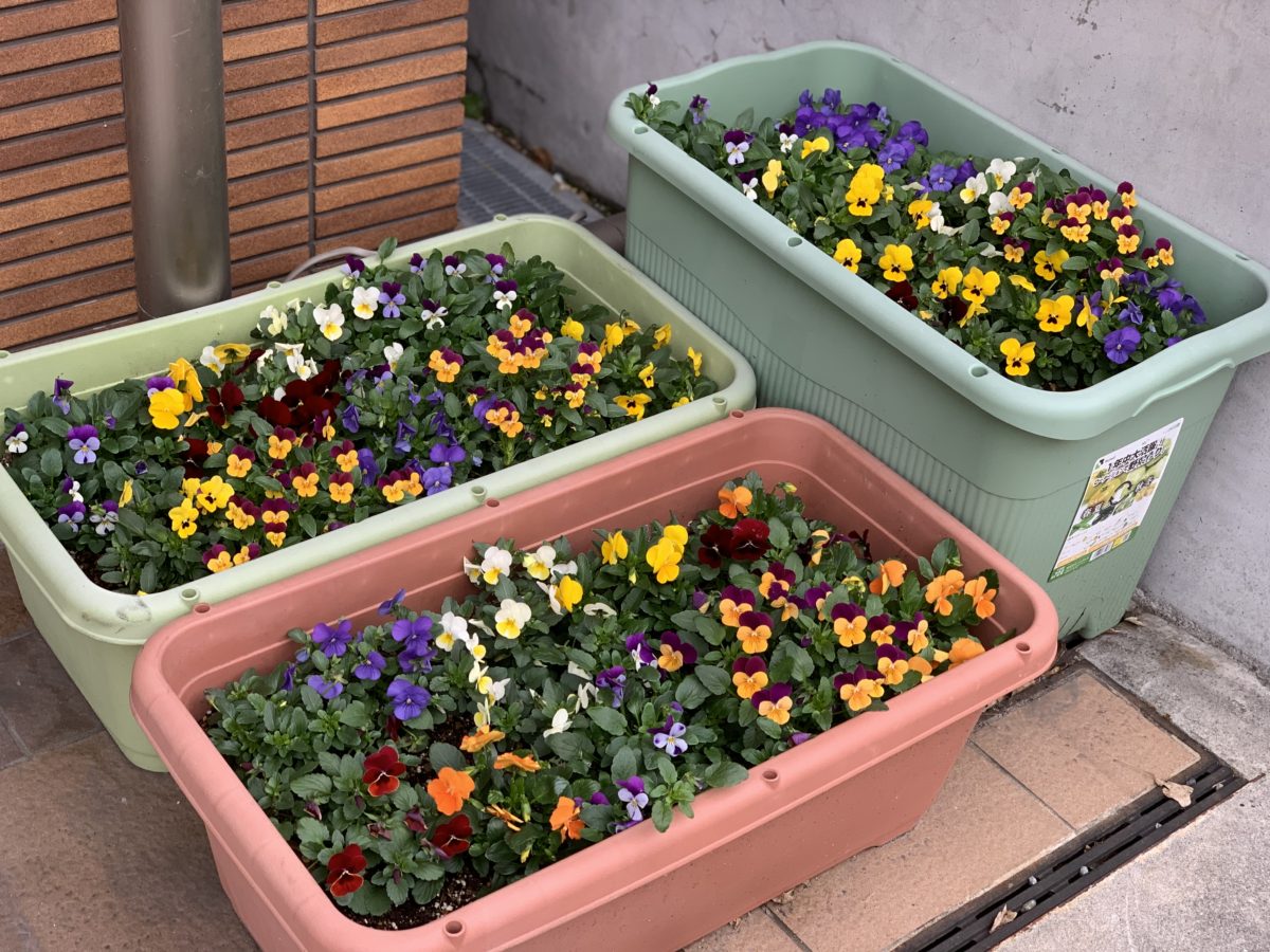 【長居公園】おはなーーー♪