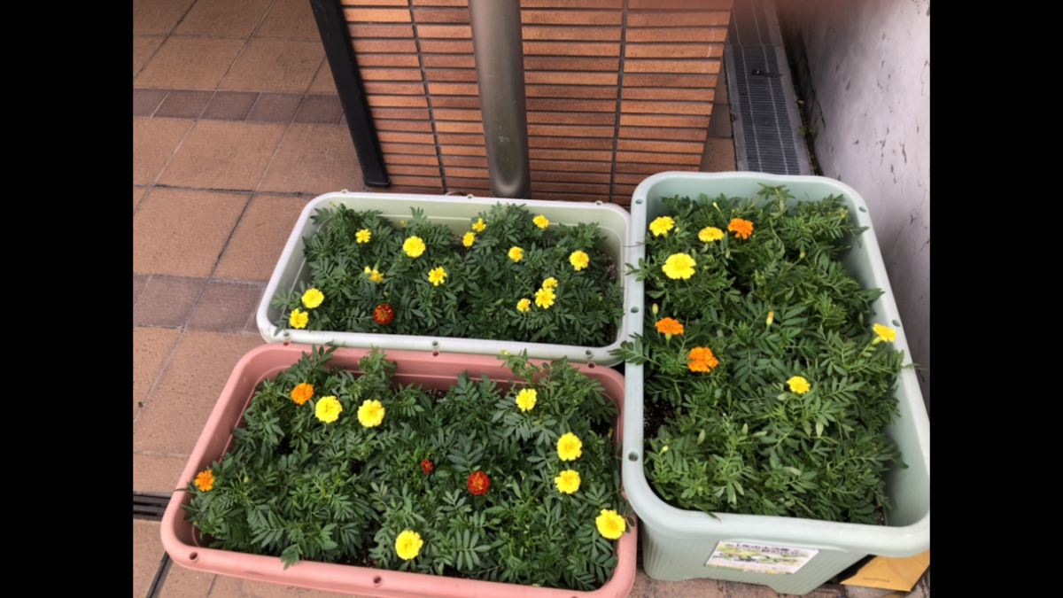 【長居公園】蕾