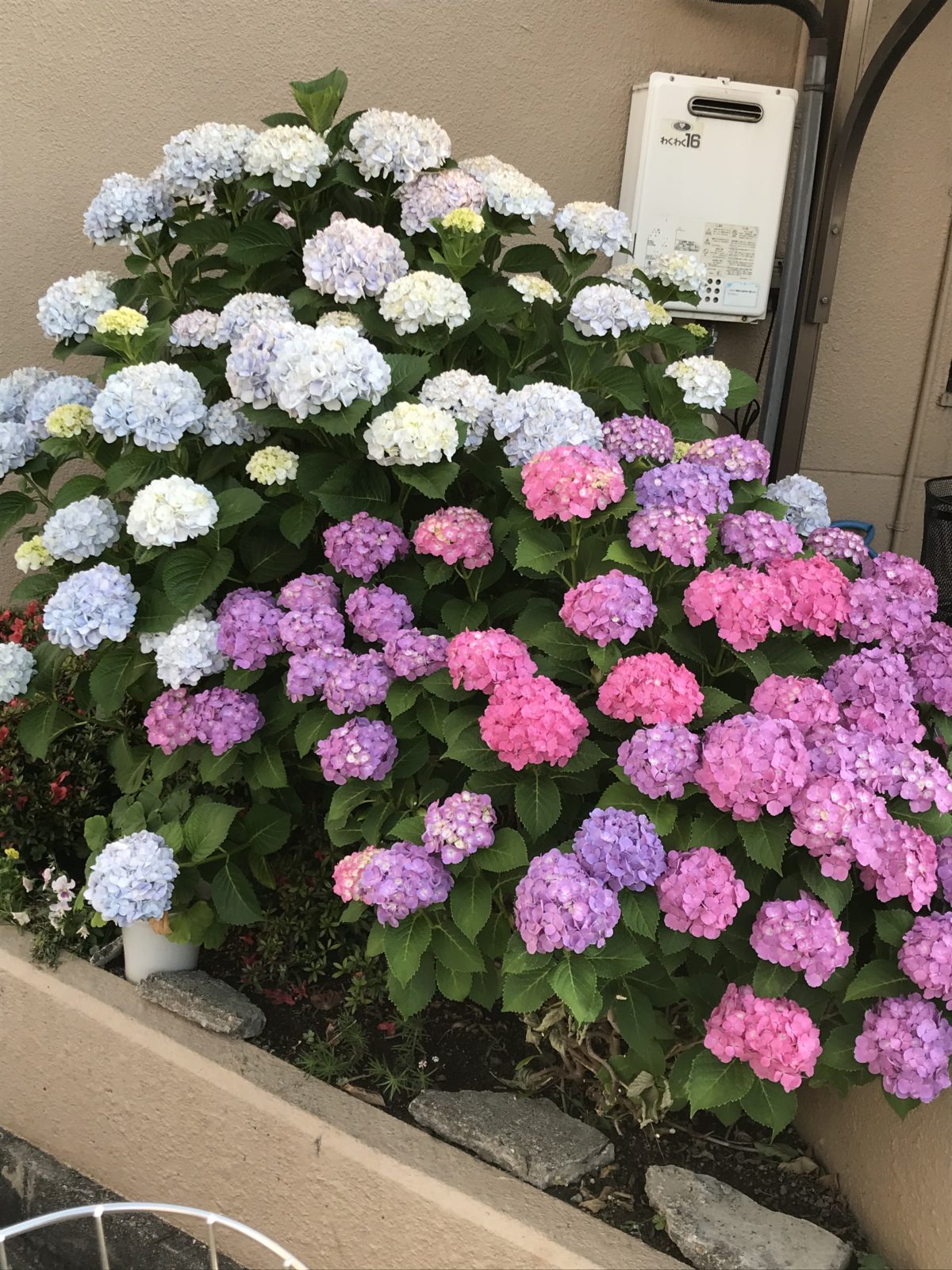 【寝屋川】綺麗なお花💐