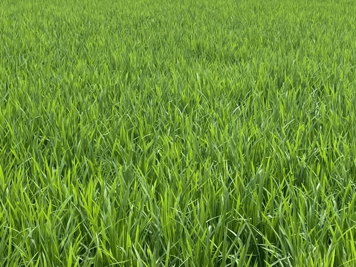 [門真]夏本番☀️