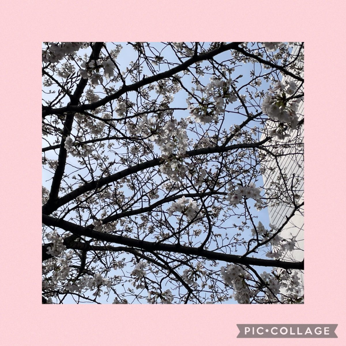 【長居公園】桜〜桜〜