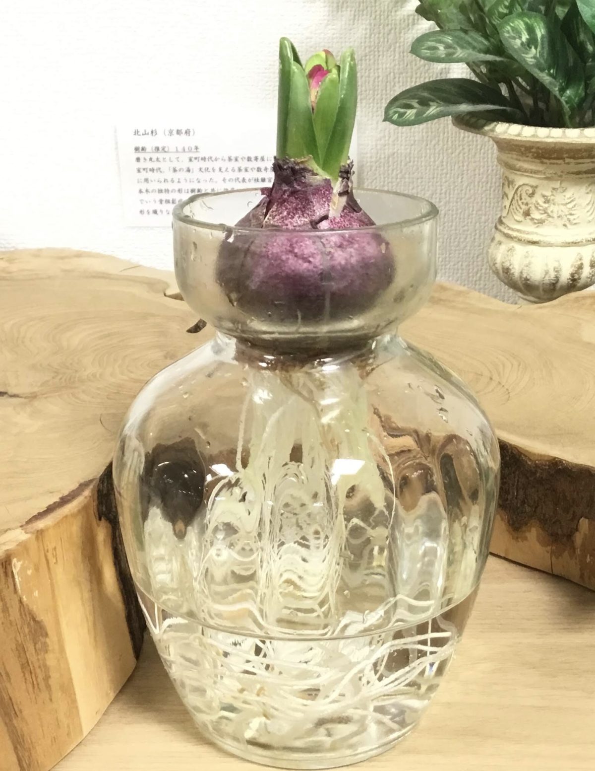 【門真】成長日記⑦