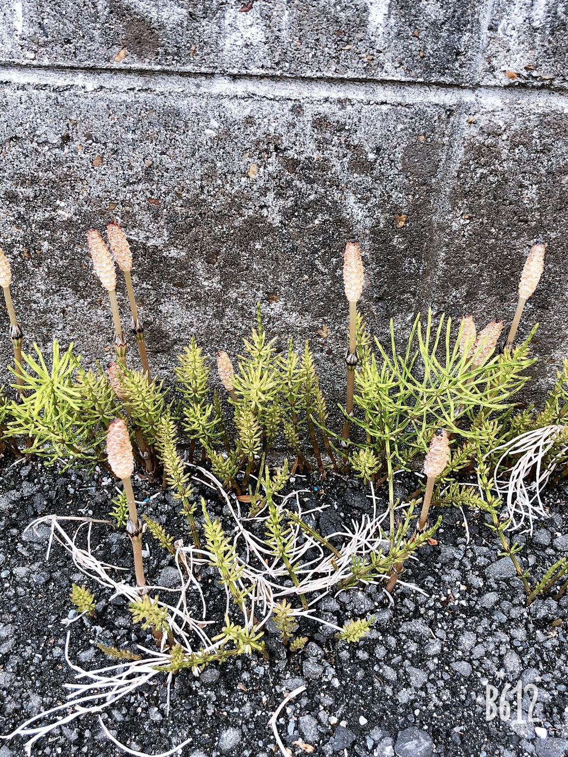 【門真】春ぅ〜💕