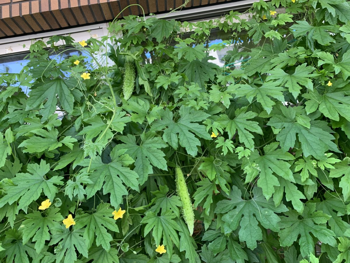 【長居公園】ヤツが大きくなってきました