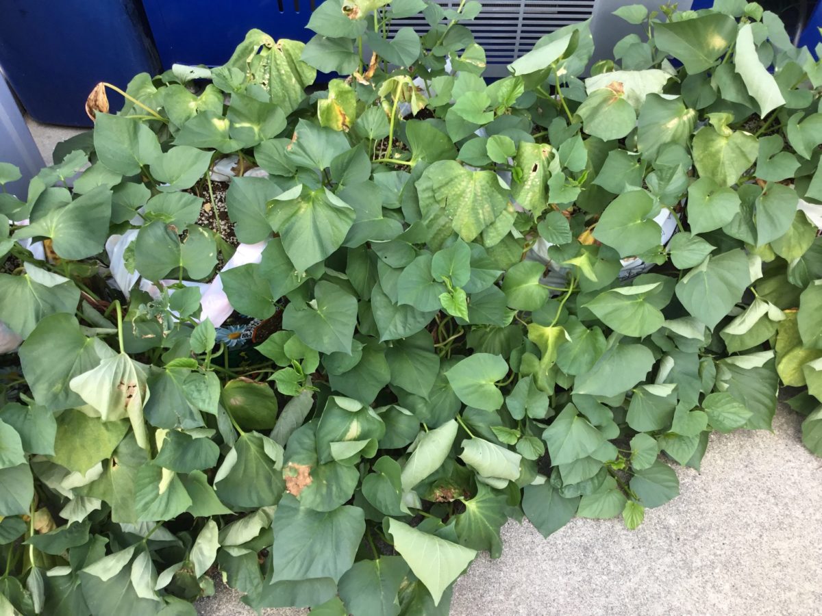 【門真】サツマイモ成長記録2