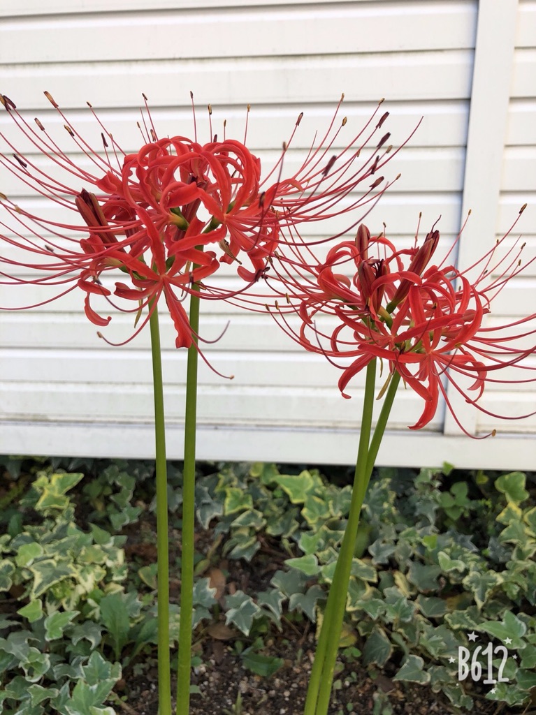 【門真】秋です!!